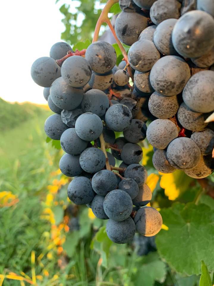 areni grape
